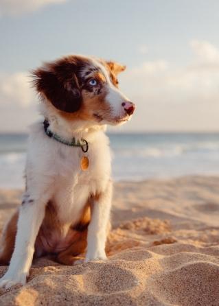 Cucciolo di cane con occhi azzurri seduto sulla spiaggia al tramonto.